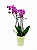 Mini Orquídea Premium Aurora Pink - Imagem 1