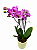 Mini Orquídea Premium Aurora Pink - Imagem 2