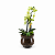 Mini Orquídea Colorida e Suculentas Vidro Marina - Imagem 1