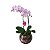 Mini Orquidea Rosa no Vaso - Imagem 1