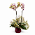 Orquídea Phalaenopsis 2 Hastes Caixa Box Merlot - Imagem 1