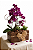 Arranjo Harmonia Real Mini Orquídea & Jardim de Suculentas - Imagem 1
