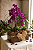 Arranjo Harmonia Real Mini Orquídea & Jardim de Suculentas - Imagem 2