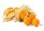 Physalis - Caixa com 8 Embalagens com 100g - Imagem 1