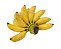 Banana Ouro - Caixa com 10 kg - Imagem 1