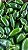 Pimenta Jalapeño - Caixa com 1 kg - Imagem 2