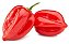 Pimenta Habanero Vermelha - Caixa com 1kg - Imagem 1