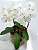 Orquídea no Vaso Luxo - Imagem 1