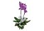 Orquídea em Promoção - Imagem 3