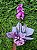 Orquídea em Promoção - Imagem 1