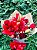 Lírio Vermelho e Rosas Vermelhas - Imagem 1