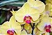 Vaso de Orquídea para Presente - Imagem 6