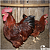 Rhode Island Red - Ovos férteis (1dz) - Imagem 5