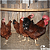 Rhode Island Red - Ovos férteis (1dz) - Imagem 6