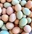 Galinha Ovos Mesclados (Azuis, Creme, Vermelho) - Ovos férteis (1dz) - Imagem 1