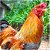Brahma - Ovos férteis (1dz) - (White/Light/Dark/Buff/Lemon/Perdiz) - Imagem 6