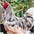 Brahma - Ovos férteis (1dz) - (Barrado/Blue Mottled/Mottled/Isabela) - Imagem 3