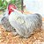 Mini Cochin (Lavanda/White/ Barrado e Mottled) - Ovos férteis (1dz) - Imagem 3