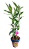 Bambu da Sorte - Imagem 1