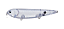 Isca Lucky Craft Sammy 115 - Imagem 8