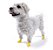 Pawz Amarela - Botas para Cães - Tamanho XX Small (XX Pequena) - Imagem 2
