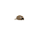 Boné Disturb Unconstructed Dad Hat in Brown - Imagem 8