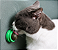 Bolinha Catnip com Suporte de Parede | DM Pets - Imagem 9