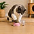 Bolinha Catnip com Suporte de Parede | DM Pets - Imagem 5