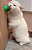 Bolinha Catnip Erva do Gato - Imagem 5