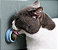 Bolinha Catnip com Suporte de Parede | DM Pets - Imagem 3