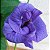 Sementes de Flor Fada Azul - Clitoria ternatea Variedade MISTA - 40 Unidades - Imagem 4