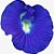 Sementes de Flor Fada Azul - Clitoria ternatea Variedade MISTA - 40 Unidades - Imagem 3