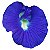 Sementes de Fada Azul - Clitória ternatea 10 Unidades Variedade Flor Tradicional (Simples/Pétala Única) - Imagem 3