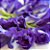 Chá Fada Azul 09g (faz 5l) Flores Desidratadas de Clitoria Ternatea - Dobrada - Imagem 6
