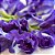 KIT 10 Pacotes 09g Flores Desidratadas de Fada Azul ® - Clitoria Ternatea (faz 5L cada) - Imagem 3