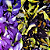 250g Flores Desidratadas de Fada Azul (Clitoria Ternatea) (faz 175l) - Imagem 1