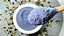 Pó Flor Fada Azul 45g -Clitoria ternatea - sachê/pouch Receitas e Cosméticos - Imagem 3