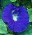 Pó Flor Fada Azul 45g -Clitoria ternatea - sachê/pouch Receitas e Cosméticos - Imagem 6