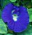 Pó Azul 18g de Flor Fada Azul - Imagem 9