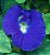 Muda de Flor Fada Azul - Clitória ternatea Variedade Tradicional 2 unidades - Imagem 7