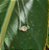 Tornozeleira Escama de Sereia em Prata 925 e Resina - Imagem 1