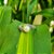 Anel em Prata 925, Pérola de Cultivo e Marcassita - Imagem 1