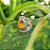 Anel Vazado Flores em Prata 925 e Olho de Tigre - Imagem 2