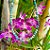 Colar em Prata 925 e Turquesa Natural - Imagem 1
