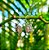Brinco Balinês Caixa Alta em Prata 925 e Quartzo Rosa - Imagem 1