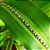 Pulseira Bali Pikun 1 Fileira em Prata 925 - Imagem 1