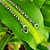 Pulseira Bali Pikun 1 Fileira em Prata 925 - Imagem 2