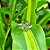 Anel Arabescos em Prata 925 e Peridoto - Imagem 1