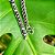 Pulseira Bali Pikun Flores em Prata 925 - Imagem 2