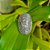 Anel Mandala com OM em Prata 925 - Imagem 1